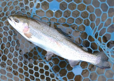 強風に苦戦 ～天竜川ルアーフライ専用区～